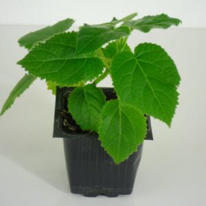 Sazenice Paulownia Pao-tong